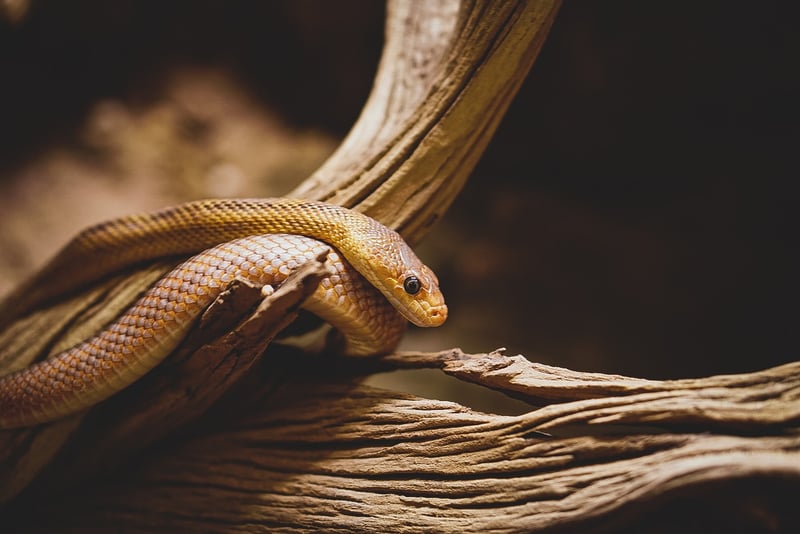 Snake in the wild