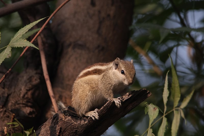 Squirrel in the wild